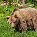 حمله خرس به دو چوپان در منطقه ی گزوی سوادکوه